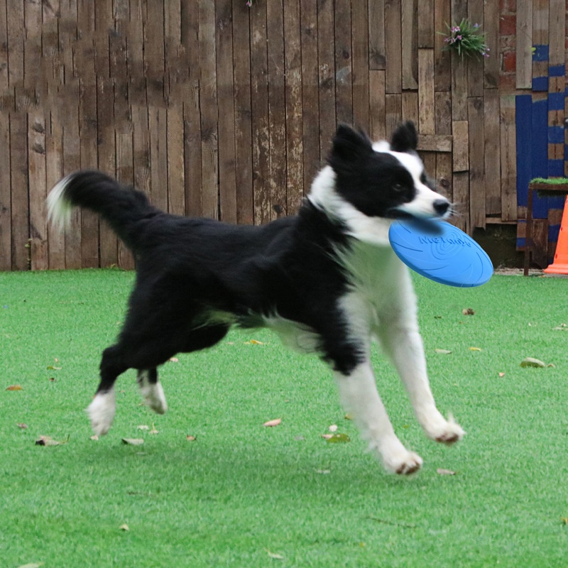 ألعاب أقراص طائرة مقاومة للعض  - مراجعة Flying Disc Dog Training Toy وسعره