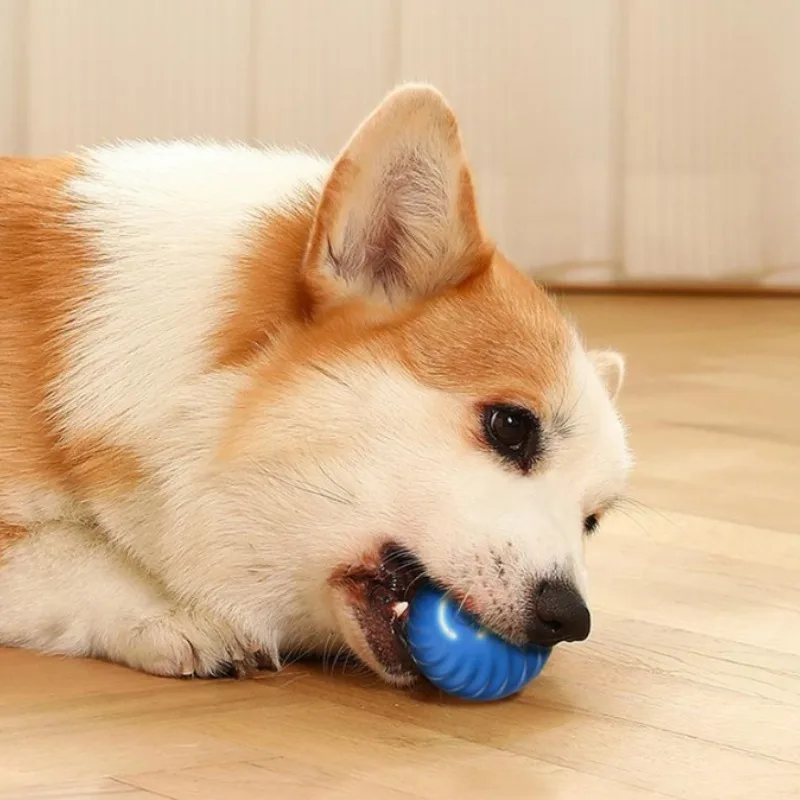 كرة لعبة للحيوانات الأليفة من  - مراجعة Automatic Moving Dog Ball وسعره