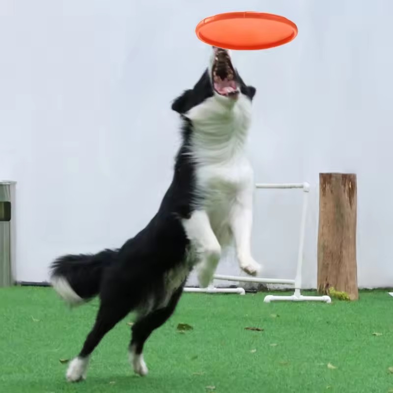 لعبة طبق طائر تفاعلية من السيل - مراجعة Flying Disc Dog Training Toy وسعره