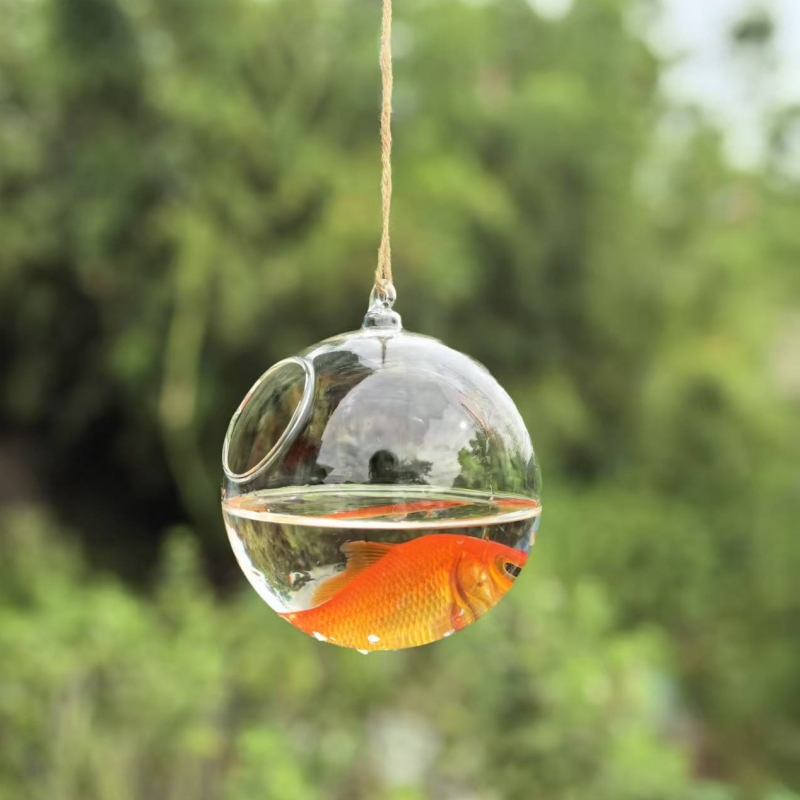 حوض سمك زجاجي شفاف بقطر تغليف  - مراجعة Aquarium وسعره