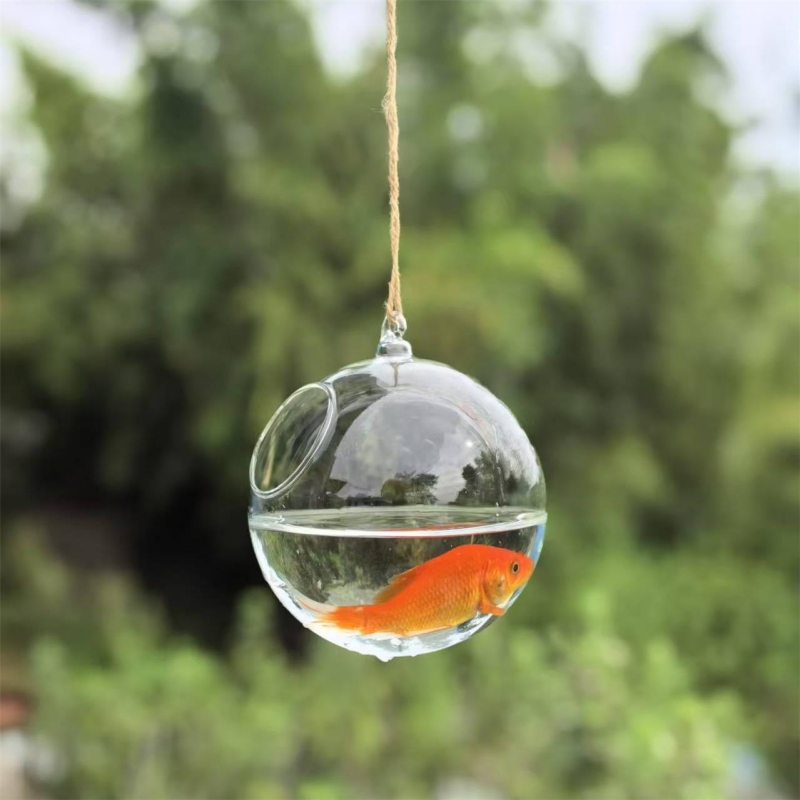 حوض سمك زجاجي شفاف بقطر تغليف  - مراجعة Aquarium وسعره