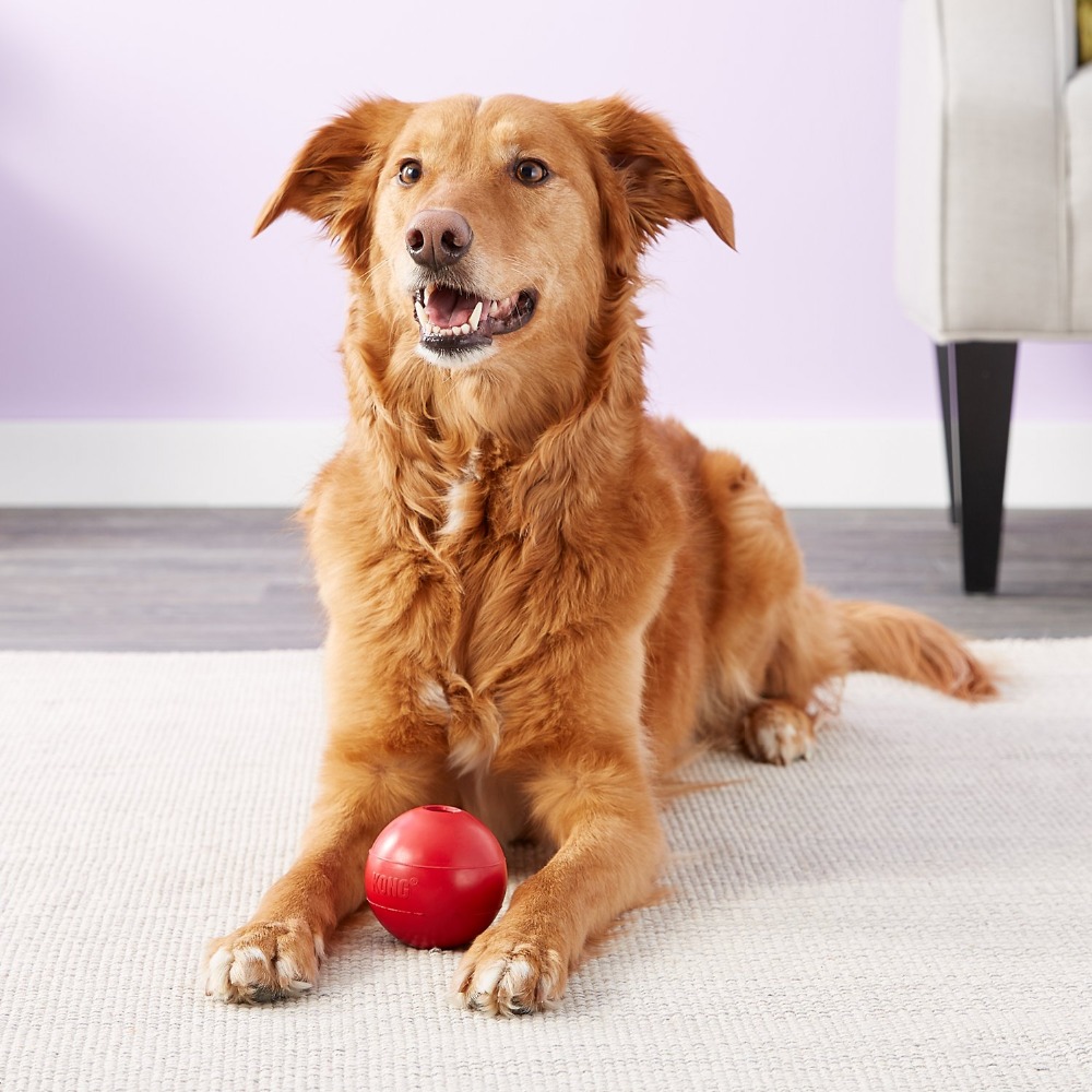 لعبة كونج بول للكلاب مقاس M/L - مراجعة Indestructible Dog Chew Toy وسعره
